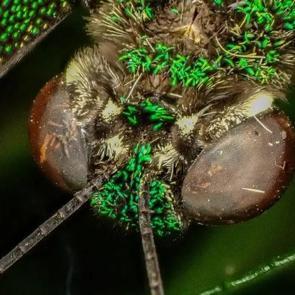 Kelebekleri hiç bu kadar yakından görmüş müydünüz?