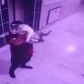 Konya&rsquo;da hamile kediyi yere fırlatan kişi g&ouml;zaltına alındı