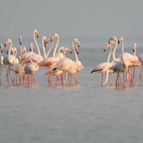 Akyatan Lagünü flamingolarla renklendi! İşte böyle görüntülendi