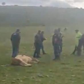 Ardahan’da meraya yıldırım düştü; 3 inek öldü