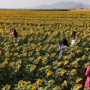 Tarlalar doğal stüdyoya dönüştü! Gün doğumu ve batımında ayrı güzel