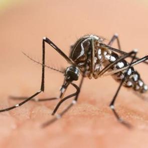 Keneden sonra yeni virüs uyarısı! Chikungunya'dan korunmak için bunları yapın