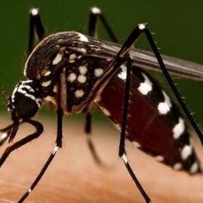 Prof. Dr. Özlü'den ‘Chikungunya’ virüsü açıklaması: Yakın bir tehdit söz konusu mu?