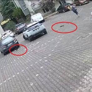Şaşkına &ccedil;eviren g&ouml;r&uuml;nt&uuml;: Kediler, kadını evine kadar kovaladı