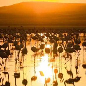 Turuncu ve kızılın muhteşem dansı: Flamingolar ve Düden Gölü