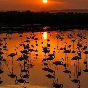 Van Gölü, allı turnalar ve gün batımı: Seyrine doyulmaz manzaralar!