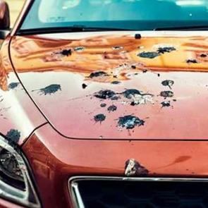 Arabanıza kuşlar ni&ccedil;in hep pisliyor? Altında yatan anlam sizi şaşırtacak!