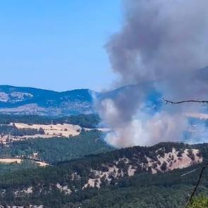Bolu'da orman yangını