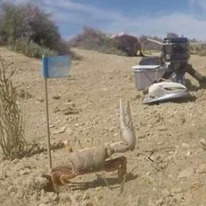 Canlılar ve robotlar arasında kavga başladı!