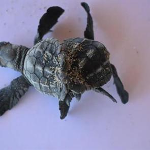 G&ouml;renler g&ouml;zlerine inanamıyor! Milyonda bir olan şey T&uuml;rkiye'de g&ouml;r&uuml;ld&uuml;