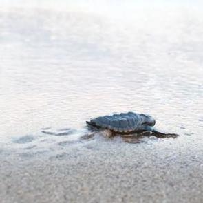 Bakan Murat Kurum 40 bin 285 yavru kaplumbağanın denizle buluşturulduğunu a&ccedil;ıkladı