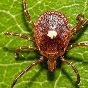 Tek ısırığıyla ömür boyu et yemenizi engelleyebilir! Alfa-Gal Sendromu nedir?