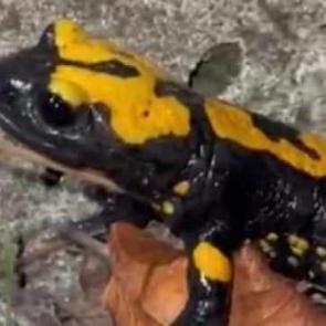 Bakanlık tarafından korunan misafir Osmaniye'de g&ouml;r&uuml;nt&uuml;lendi