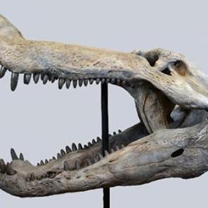 Dinozorlarla beslenen bir timsah keşfedildi