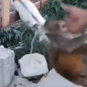 Şiddet uygulanan maymun, kurtarılıp korumaya alındı