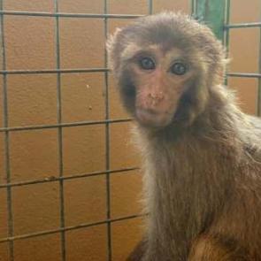 Vicdansızlığın adresi Hatay! Şiddet uygulanan maymun, korumaya alındı