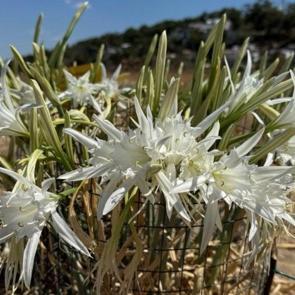 Bu çiçeği gören yolunu değiştiriyor: Sadece koklayıp uzaklaşın