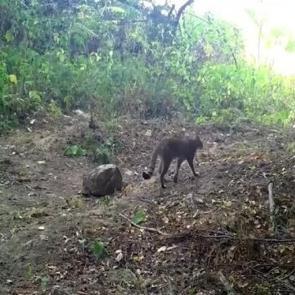 Bursa'da fotokapanla g&ouml;r&uuml;nt&uuml;lendi: Yaban kedisi deyip ge&ccedil;meyin! İşte o &ccedil;evik hareketleri