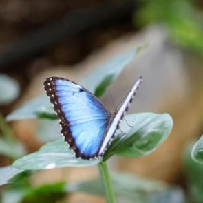 Türkiye’nin ilk kelebek bahçesi: Yaz döneminde doldu taştı!