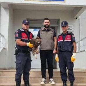 Yaralı halde bulunan kartal koruma altına alındı