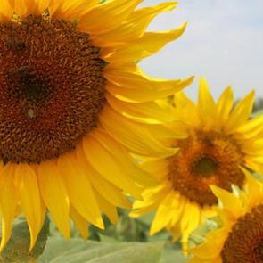 Şehir sarıya büründü: Manzarasıyla mola verdiriyor!