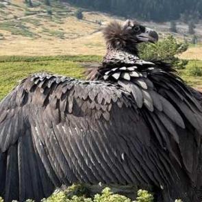T&uuml;rkiye'nin en b&uuml;y&uuml;k yırtıcı kuşları arasında g&ouml;r&uuml;len kara akbaba bitkin bulundu