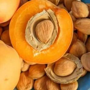 Uzman uyardı: Kayısı çekirdeği siyanür saçıyor, fazlası ölümcül!