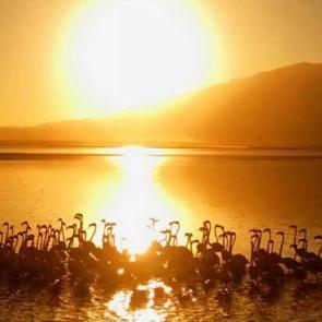 Van G&ouml;l&uuml; sahillerinden enfes manzaralar: Flamingoların g&uuml;neşle dansı