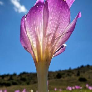 Yaylalarda kışın habercisi: “Vargit”ler kendini gösterdi!