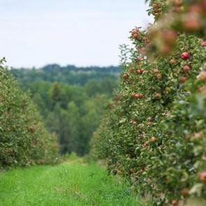 Galatasaray, Karadeniz'den arazi alıyor