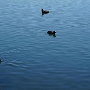 G&ouml;&ccedil;men kuşların mola noktası: Ekşisu Sazlığı