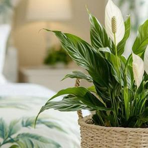 Uyku Kalitesi İ&ccedil;in Doğal &Ccedil;&ouml;z&uuml;m: Yatak Odası Bitkileri ve Faydaları