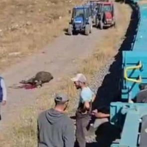 Yük treni büyükbaş sürüsüne çarptı; 5 inek öldü