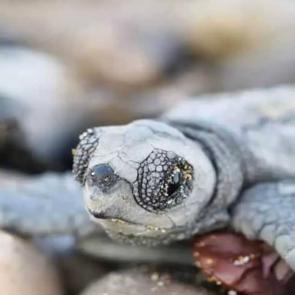 232 bin yavruyu duyan ‘vay be’ diyor: Hayatta kalan sayısı içler acısı