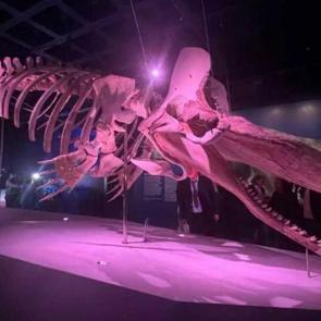 En yakın benzeri İtalya’da! ”Okyanusun Devleri” ilk kez sergileniyor