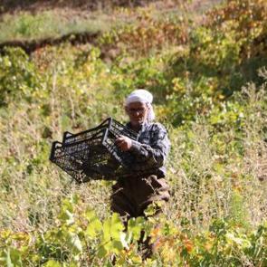 Yaşına inanamayacaksınız! Tonlarca &uuml;r&uuml;n&uuml; tek başına taşıyor