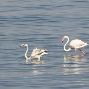 Van Gölü havzasının renkli misafirleri! İlk kez konakladılar