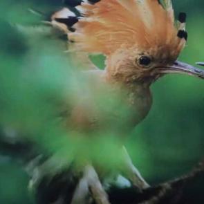 Göğün maviliklerine seyahat: ‘Kuşların Dünyası’ ziyaretçilerini bekliyor