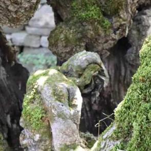 Karadeniz’in en güzel şelalesi: Doğa ve trekking durağı olacak