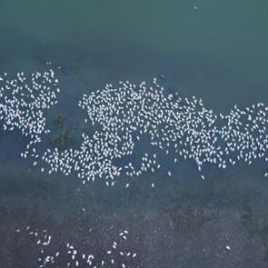 Manyas Gölü’nde doğa şöleni: Sakin sularda hayat buldu!
