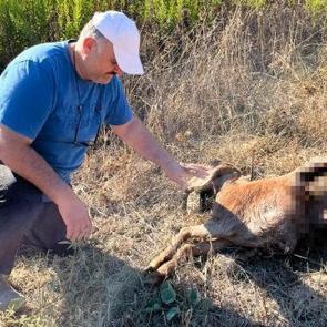 Yer: Antalya! İş gezisinden d&ouml;nd&uuml;ğ&uuml;nde ke&ccedil;ilerini par&ccedil;alanmış halde buldu