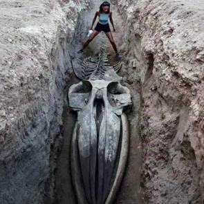 Yıllar &ouml;nce g&ouml;m&uuml;p bug&uuml;n &ccedil;ıkardılar: Dev balinanın iskeleti sergilenecek