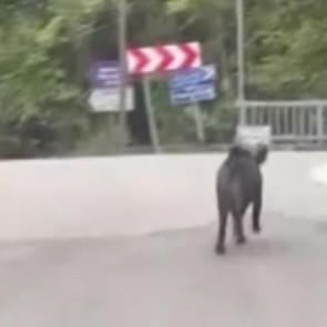 Yer: Zonguldak! Domuz saldırısından b&ouml;yle kurtuldu