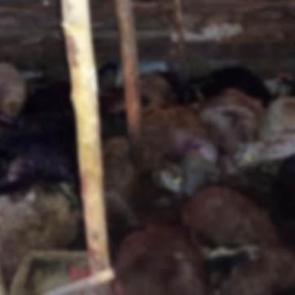 Elazığ'da korkun&ccedil; olay! Ağıla yıldırım d&uuml;şt&uuml;, 45 hayvan telef oldu