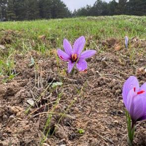Karabük'te yetişiyor! Dünyanın en pahalı baharatı: Kilogramı 600 bin TL