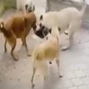 K&ouml;pek s&uuml;r&uuml;s&uuml; kediye saldırdı! O anlar kamerada