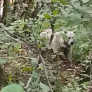 Yer: Rize! İlk kez beyaz ayı g&ouml;r&uuml;nt&uuml;lendi