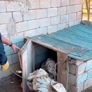 Yer: Van! Zincire vurulan kurt kurtarıldı