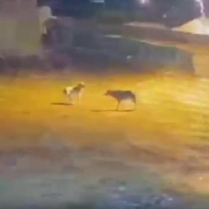 Çoban köpeği 4 kurda tek başına karşı koydu! O anlar kamerada