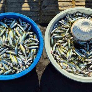 Balık&ccedil;ıların y&uuml;zlerce kilo istavrit sevinci kursaklarında kaldı